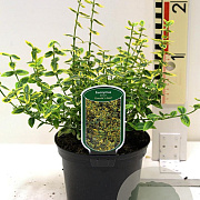 Euonymus fort. 'Emerald 'n' Gold' 20-30 cm 2,0L