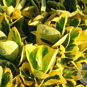 Euonymus jap. 'Ovatus Aureus' GM C5