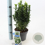 Euonymus jap. Paloma Blanca 20-25 cm 2,0L