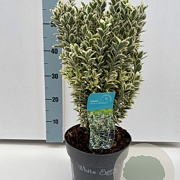 Euonymus jap. 'White Spire' GM 2,0L