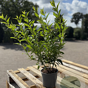 Forsythia int. Minigold 30-40 cm 2,0L