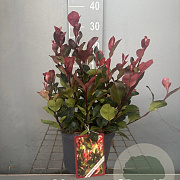 Photinia fraseri 'Little Red Robin' 20-30 cm 3,0L