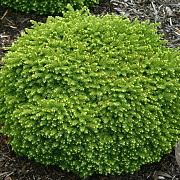 Picea abies 'Little Gem' GM 2,0L