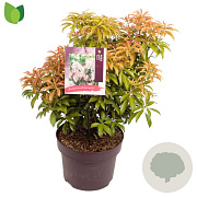 Pieris japonica 'Bonfire' 30-40 cm 5,0L
