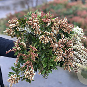 Pieris jap. 'Cupido' 20-30 cm 2,0L