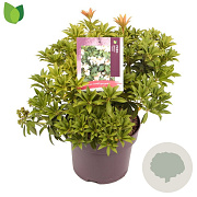 Pieris jap. 'Cupido' 30-40 cm 5,0L