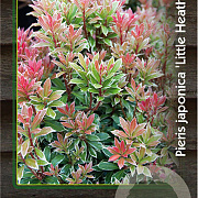 Pieris jap. 'Little Heath' 30-40 cm 5,0L