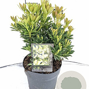Pieris jap. 'Prelude' 30-40 cm 5,0L