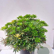 Pieris jap. 'Sarabande' 30-40 cm 5,0L