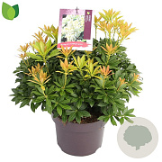 Pieris jap. 'Sarabande' 30-40 cm 5,0L