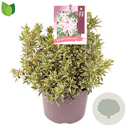 Pieris jap. 'Variegata' 30-40 cm 5,0L