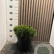 Pinus mugo mugo 30-35 cm 5,0L