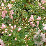 Potentilla f. 'Blink' 20-30 cm 2,0L