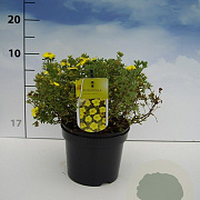 Potentilla f. 'Kobold' 20-30 cm 2,0L