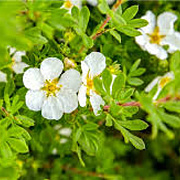 Potentilla f. 'Manchu' 20-30 cm 2,0L