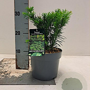 Taxus b. 'Repandens' 20-25 cm 2,0L