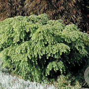 Tsuga can. 'Jeddeloh' 20-30 cm 2,0L