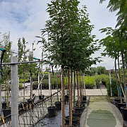 Prunus a. 'Plena' 12-14 HO container