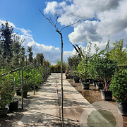 Albizia julibr. 'Summer Chocolate' 200 cm stam 30L 8-10