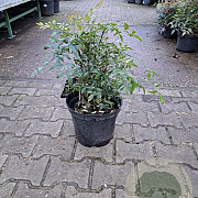 Nandina domestica 40-60 cm 10L