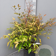 Nandina domestica 60-70 cm 10L