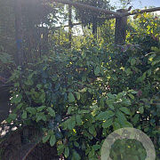 Parrotia persica 150-175 cm container 