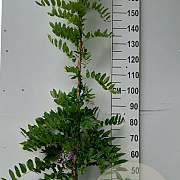 Wisteria flor. 'Honbeni' 175-200 cm 10L