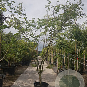 Zelkova serrata 'Variegata' 350-400 cm container