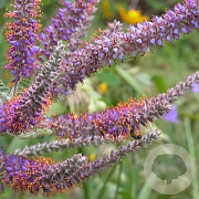 Amorpha canescens GM P9