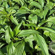 Echinacea p. 'Hot Papaya' GM P9