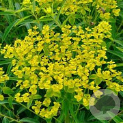 Euphorbia schillingii GM P9