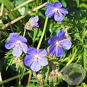 Geranium sylv. 'Nikita' GM P9