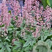 Heucherella Pink Revolution GM P9