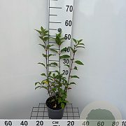 Hydrangea pan. Vanille-Fraise 30-40 cm 2,0L