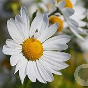 Leucanthemella ser. 'Herbststern' GM P9