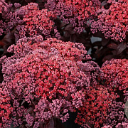 Sedum telep. 'Dark Magic' GM P9
