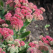 Sedum telep. 'Munstead Dark Red' GM P9