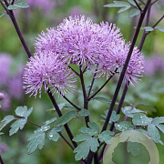 Thalictrum 'Purplelicious' GM P9