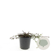 Cotoneaster pr. 'Streib's Findling' GM C1.3