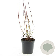 Cornus sericea 'Kelseyi' GM C1.3