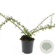 Cotoneaster suec. 'Skogholm' GM C1.3