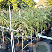 Albizia julibr. 'Pos 1' 125-150 cm 10L