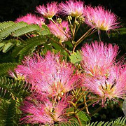 Albizia julibr. 'Pos 1' 150 cm stam 7,5L