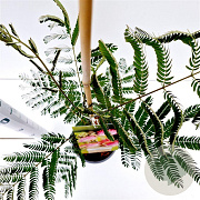 Albizia julibr. 'Pos 1' 40-50 cm 3,0L