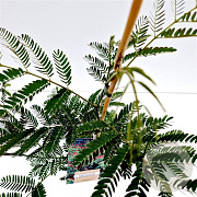 Albizia julibr. 'Rouge de Tuilière' 60-80 cm 3,0L