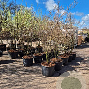 Amelanchier lamarckii 175-200 cm 20L meerstammig