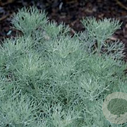 Artemisia 'Canescens' GM P9