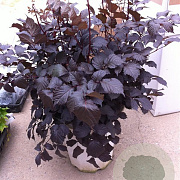 Astilbe 'Chocolate Shogun' GM P9