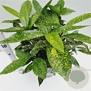 Aucuba jap. 'Variegata' 50-60 cm 7,5L
