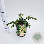 Berberis frikartii 'Telstar' 20-30 cm 2,5L